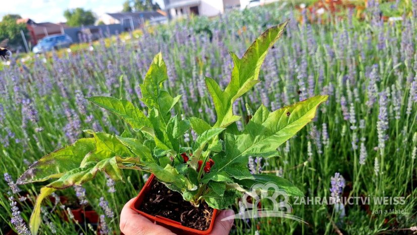 BĚLOTRN MODRÝ - ECHINOPS BANNATICUS BLUE GLOBE