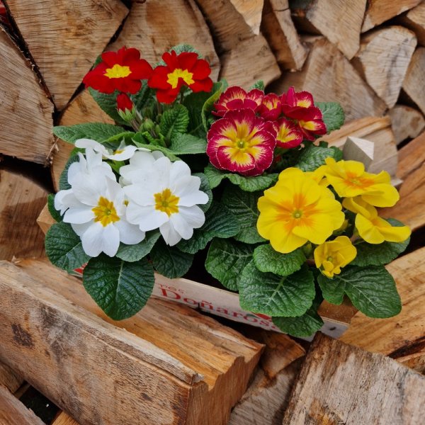 PETRKLÍČ - PRIMULE- PRVOSENKA