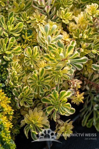 SEDUM KAMTSCHATICUM THE EDGE