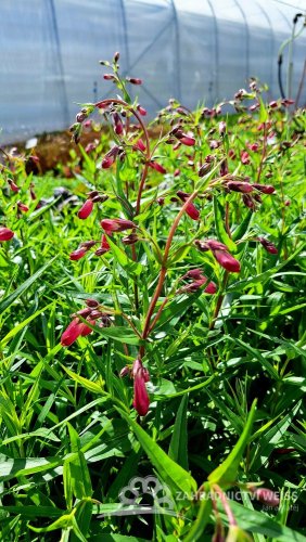 PENSTEMON ANDENKEN AN FREDERIK HAHN´(GARNET)