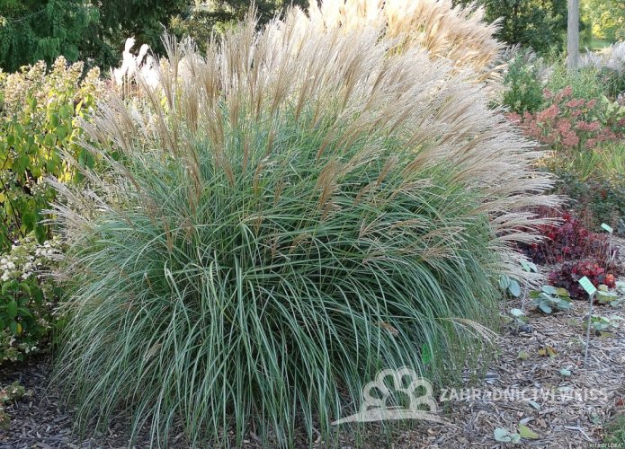 OZDOBNICE MISCANTHUS SINENSIS GRACIELLA