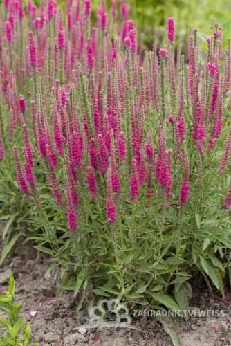 VERONICA SPICATA ROTFUC