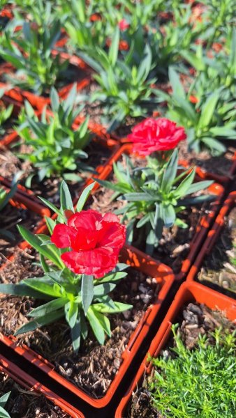 DIATNTHUS CARYOPHYLLUS CODE ® SALMON