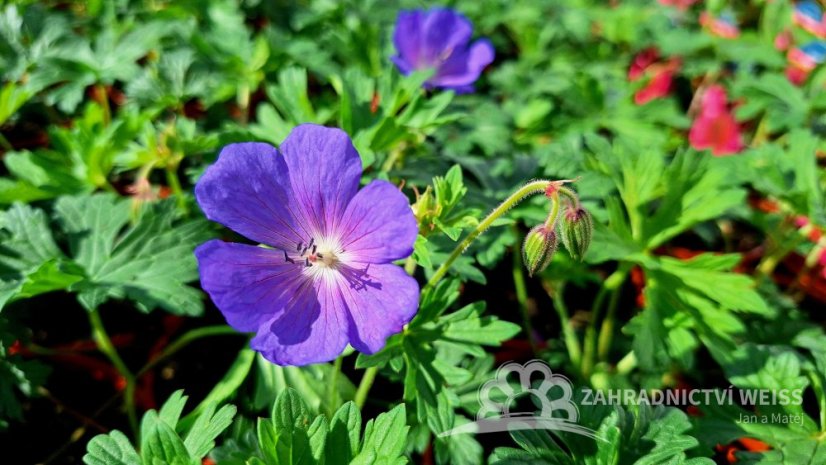 KAKOST - GERANIUM HIMALAYENSE BABY BLUE