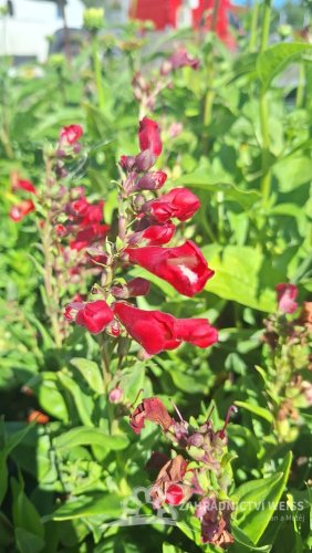 PENSTEMON HARTWEGII POLARIS RED