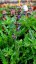 SALVIA HYB. CARINA