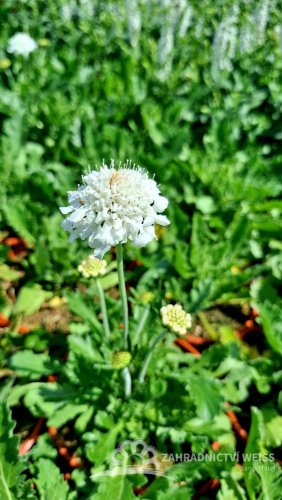 HLAVÁČ - SCABIOSA FLUTTER PURE WHITE