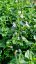 MARULKA LÉKAŘSKÁ – CALAMINTHA NEPETA - BÍLÁ