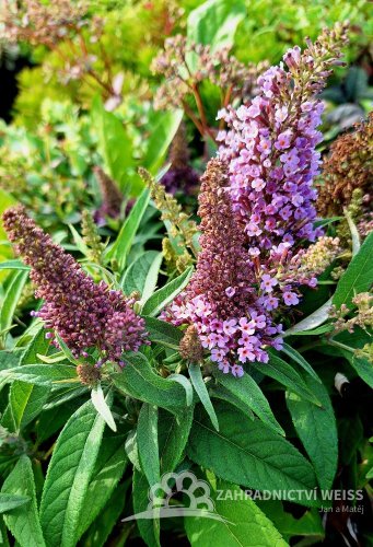 MOTÝLÍ KEŘ - BUDDLEJA DAVIDII BUTTERFLY CANDY LITTLE LILA