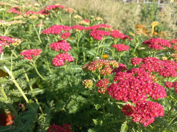 ACHILLEA MILLEFOLIUM SKYSAIL FIRE