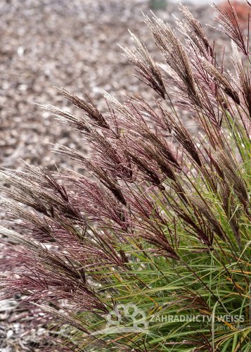MISCANTHUS SINENSIS RED CHIEF