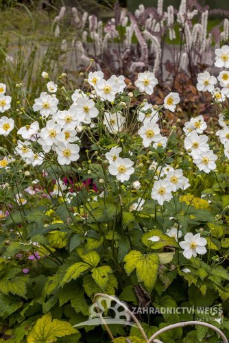 ANEMONE HONORINE JOBERT