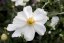 ANEMONE HONORINE JOBERT