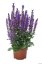 ŠALVĚJ HAJNÍ - SALVIA NEMOROSA MIDNIGHT PURPLE
