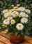 KOPRETINA – LEUCANTHEMUM x SUPERBUM MACAROON