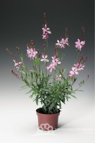 GAURA LINDHEIMERI – GEYSER PINK