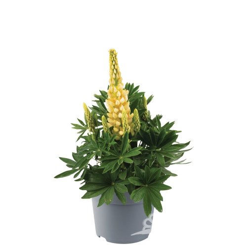 LUPINA ŽLUTÁ - LUPINUS POLYPHYLLUS LEGENDARY YELLOW SHADES