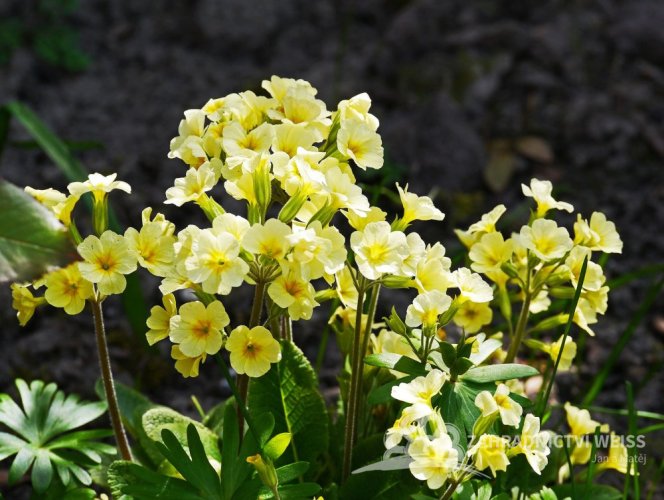 PRVOSENKA JARNÍ - "CABRILLO YELLOW"
