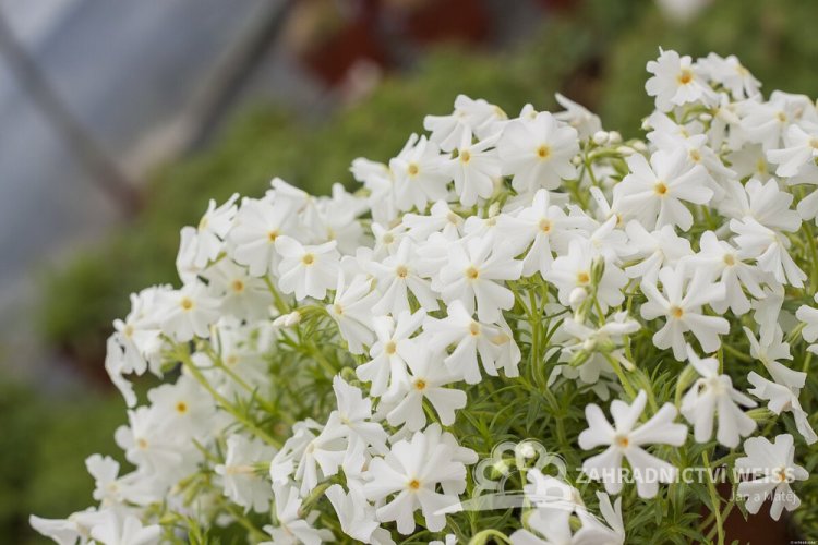 PHLOX SUBULATA SPRING WHITE