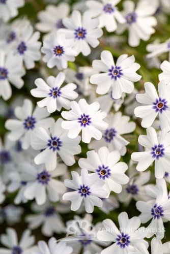 PHLOX SUBULATA BAVARIA
