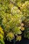 SEDUM KAMTSCHATICUM THE EDGE
