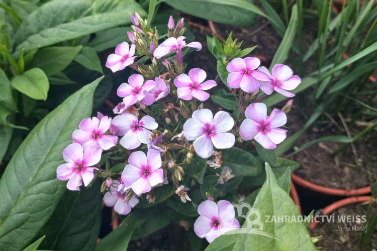 PHLOX PAN. FLAME WHITE EYE ®