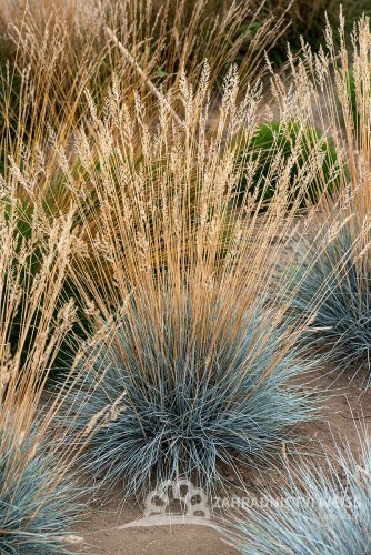 FESTUCA GLAUCA AZURIT