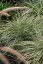 OSTŘICE JAPONSKÁ - CAREX OSHIMENSIS EVEREST