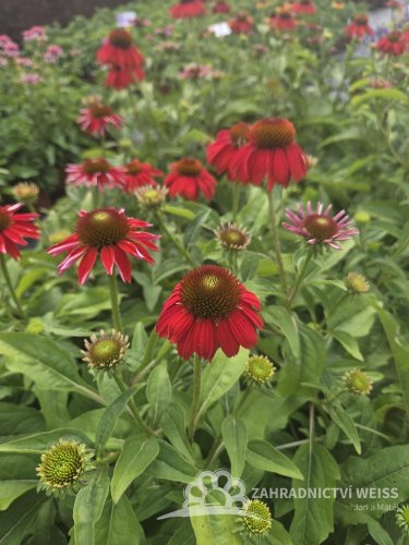 ECHINACEA PURP. SOMBRERO® SALSA RED