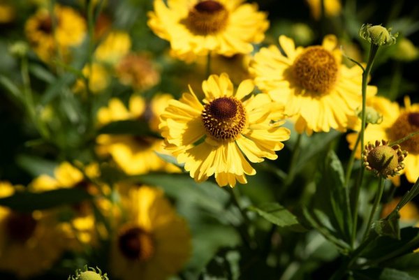 HELENIUM HAYDAY YELLOW