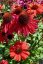 ECHINACEA HYB. HOT SUMMER IMP.