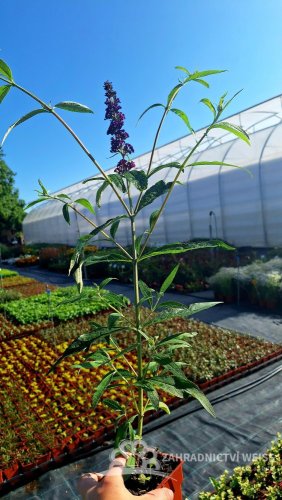 MOTÝLÍ KEŘ - BUDDLEJA DARK KNIGHT