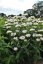 MONARDA BEE BRIGHT