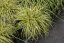 CAREX OSHIMENSIS MAXIGOLD