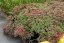 SEDUM HYB. VERA JAMESON