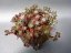 SEDUM SPATHULIFOLIUM - PURPUREUM