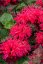 MONARDA HYBRIDA BEE-HAPPY