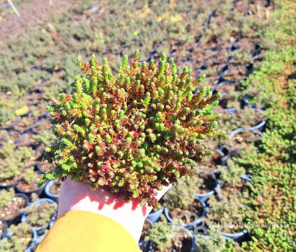 SEDUM ACRE YELLOW