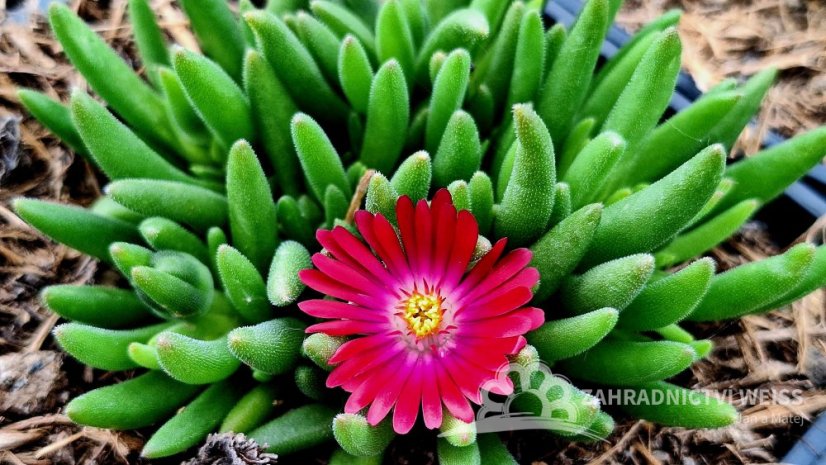 DELOSPERMA COOPERI JEWEL OF DESERT GARNET