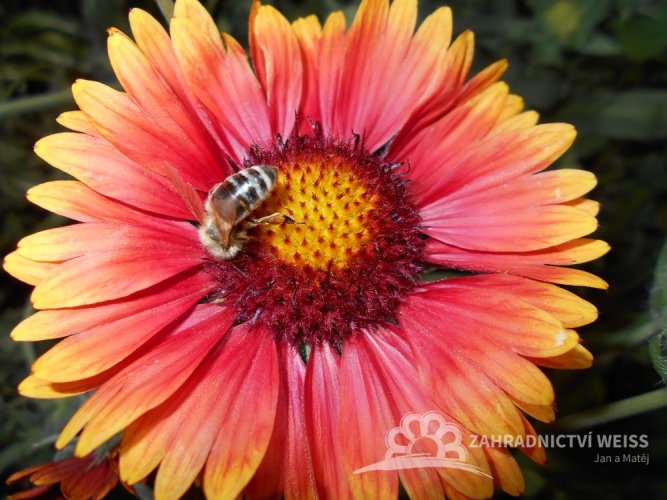 KOKARDA- GAILLARDIA GRANDIFLORA