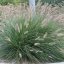 PENNISETUM ALOPECUROIDES LADY U