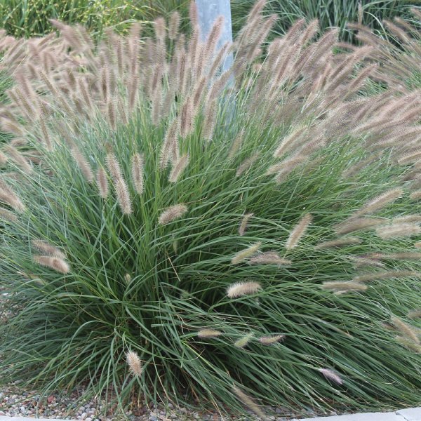 PENNISETUM ALOPECUROIDES LADY U