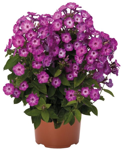 PHLOX PAN. FLAME PURPLE EYE