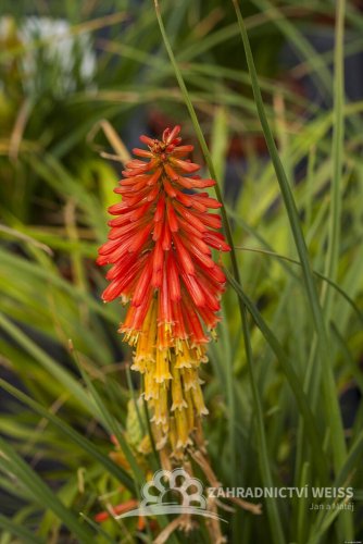 KLEOPATŘINA JEHLA - KNIPHOFIA PAPAYA POPSICLE