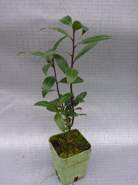 BOBKOVÝ LIST - LAURUS NOBILIS - VAVŘÍN