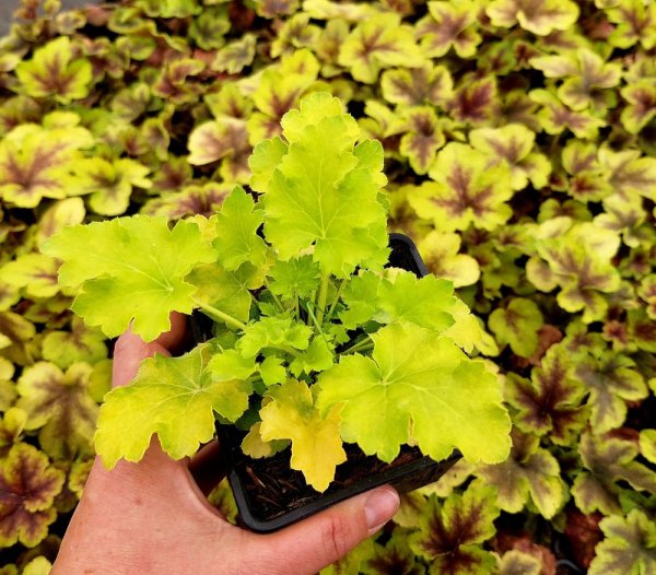 HEUCHERA LIME RICKEY