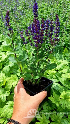 ŠALVĚJ HAJNÍ - SALVIA NEMOROSA MIDNIGHT PURPLE