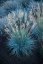 FESTUCA GLAUCA AZURIT