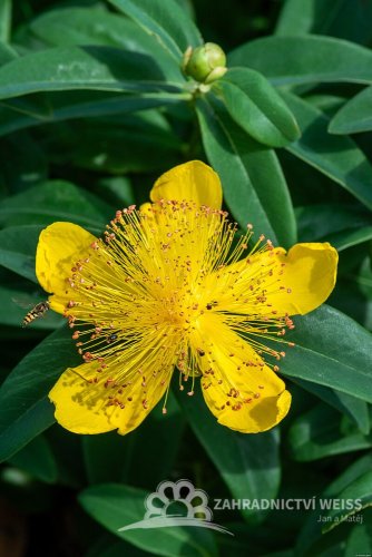TŘEZALKA - HYPERICUM CALYCINUM