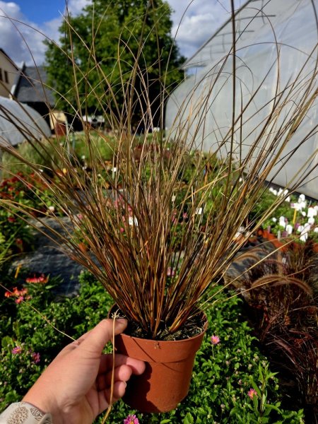 CAREX PETRIEI MILK CHOCOLATE